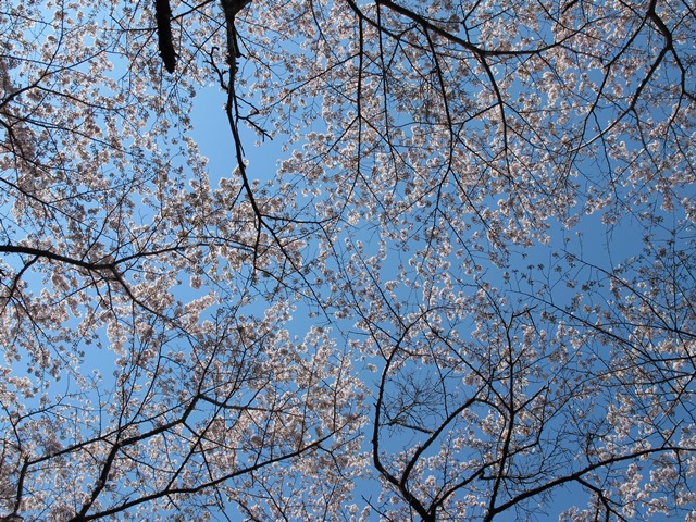 土俵跡上の桜天井