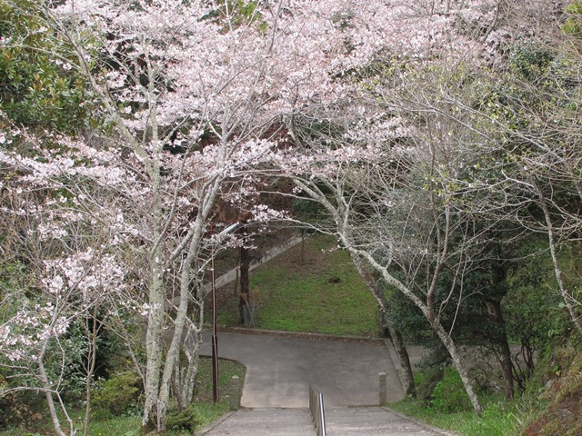 階段の桜トンネル