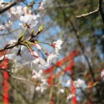 桜（ソメイヨシノ）と稲荷の鳥居