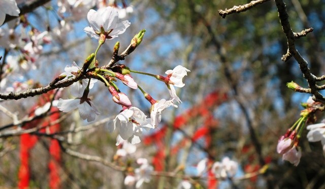 桜（ソメイヨシノ）と稲荷の鳥居