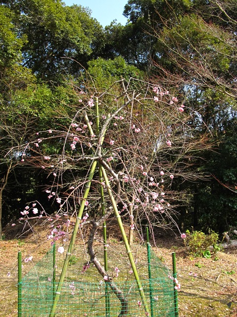 枝垂れ梅の花