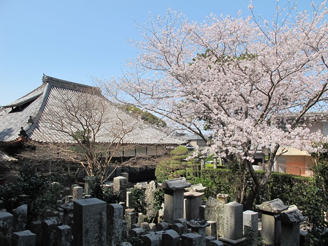 潮音寺の桜も大満開