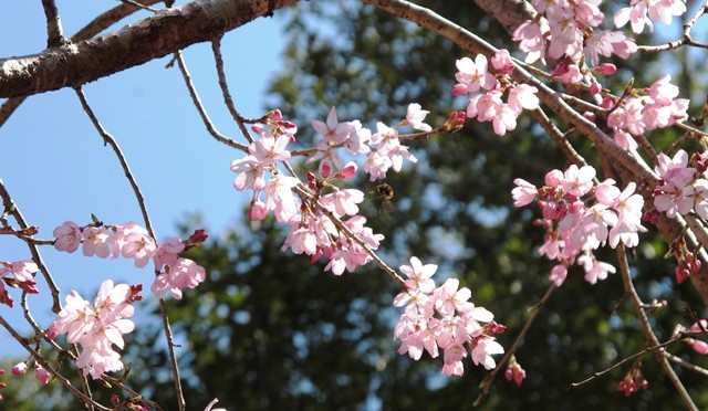 枝垂れ桜（しだれざくら）と蜜蜂（みつばち）