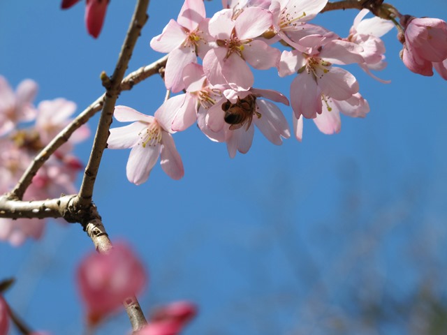 枝垂れ桜（しだれざくら）と蜜蜂（みつばち）