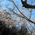 御座爪切不動尊の薬師堂前の桜ソメイヨシノ