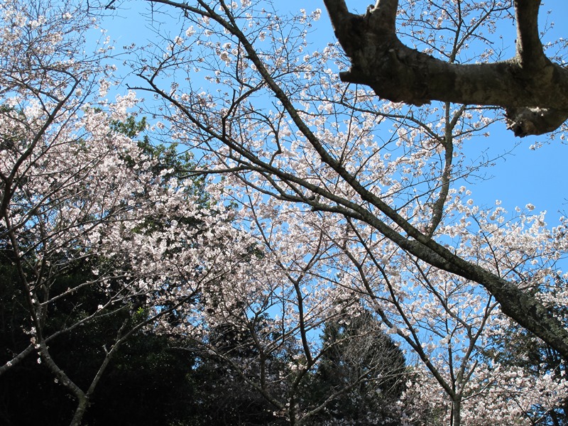御座爪切不動尊の薬師堂前の桜ソメイヨシノ