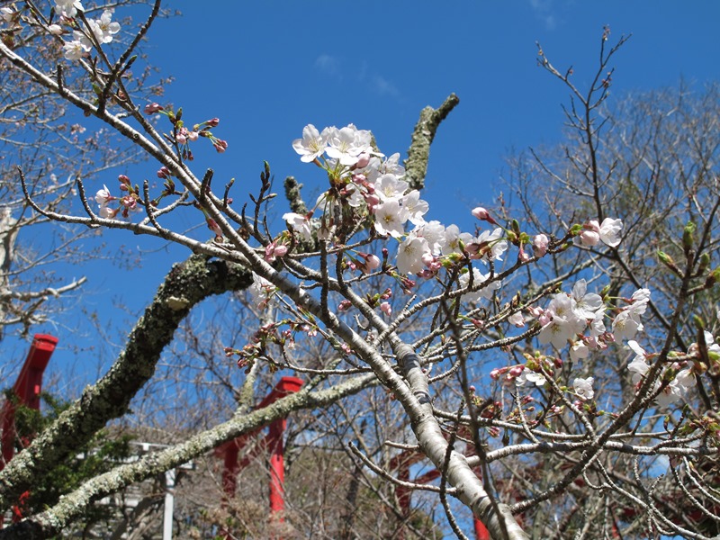 霊園階段横の桜ソメイヨシノの開花とつぼみ