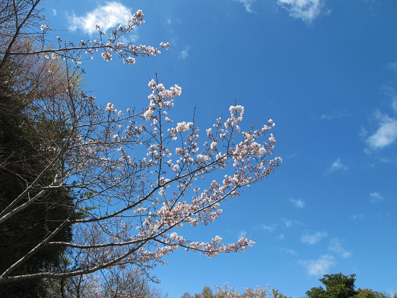 稲荷前の桜ソメイヨシノの開花とつぼみ