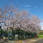 御座小学校の桜並木も満開