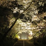 御座爪切不動尊の夜桜トンネルのライトアップ