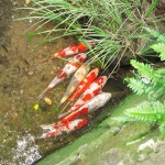 弘法の池の鯉は上流の1か所に集中？